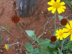 Gaillardia suavis