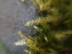 Brachythecium albicans