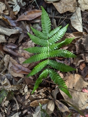 Goniopteris tetragona