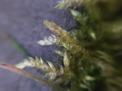 Brachythecium albicans