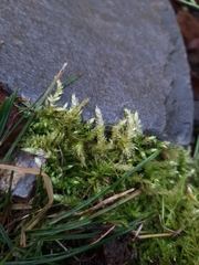 Brachythecium albicans