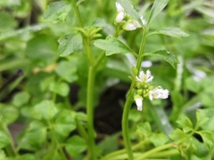 Cardamine