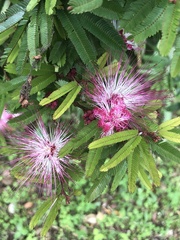 Calliandra selloi