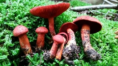 Cortinarius harrisonii