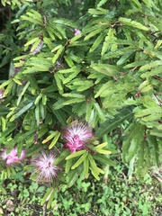 Calliandra selloi