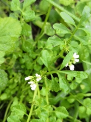 Cardamine