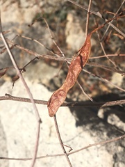 Acaciella