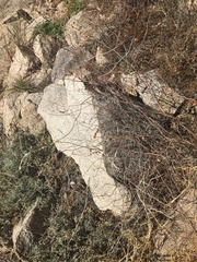 Acaciella