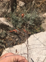 Acaciella