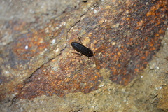 Callirhipidae