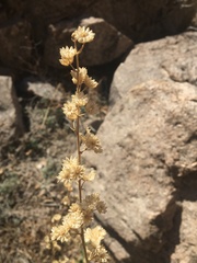 Sphaeralcea fendleri