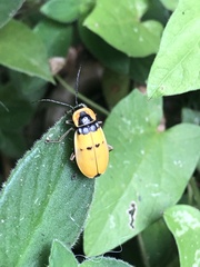 Chauliognathus missionum