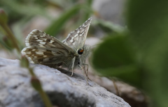 Pyrgus bolkariensis
