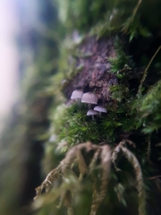 Mycena pseudocorticola