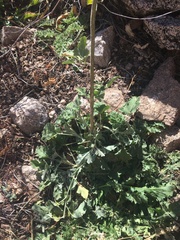 Sphaeralcea fendleri