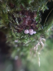 Mycena pseudocorticola