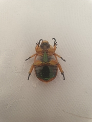 Anoplognathus viriditarsis