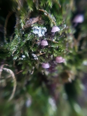 Mycena pseudocorticola