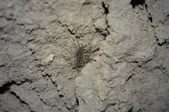 Scutigeromorpha