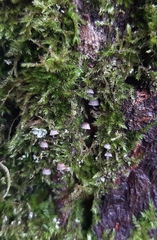 Mycena pseudocorticola