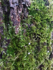 Mycena pseudocorticola
