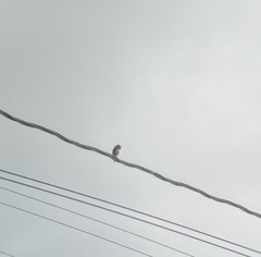 Glaucidium griseiceps