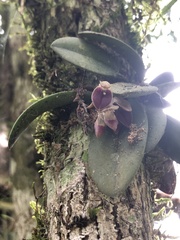 Acianthera recurva