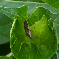 Catorhintha apicalis