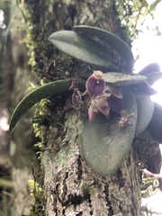 Acianthera recurva