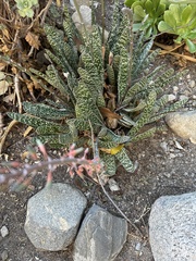 Asphodeloideae