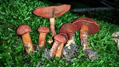 Cortinarius harrisonii