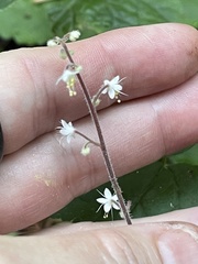 Tiarella trifoliata
