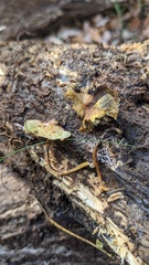 Hypholoma fasciculare