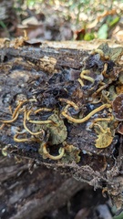 Hypholoma fasciculare