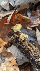 Hypholoma fasciculare
