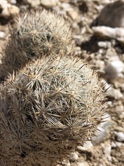 Escobaria alversonii