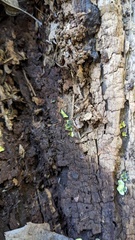 Chlorosplenium chlora