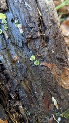 Chlorosplenium chlora