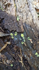 Chlorosplenium chlora