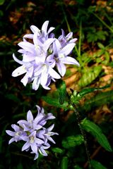 Campanula cervicaria