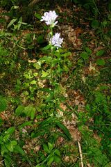 Campanula cervicaria