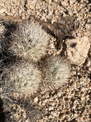 Escobaria alversonii