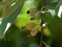 Elaeagnus conferta