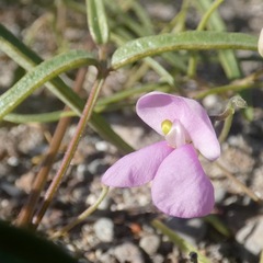 Phaseolus filiformis