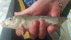 Cyprinus carpio carpio