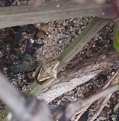 Aeliomorpha