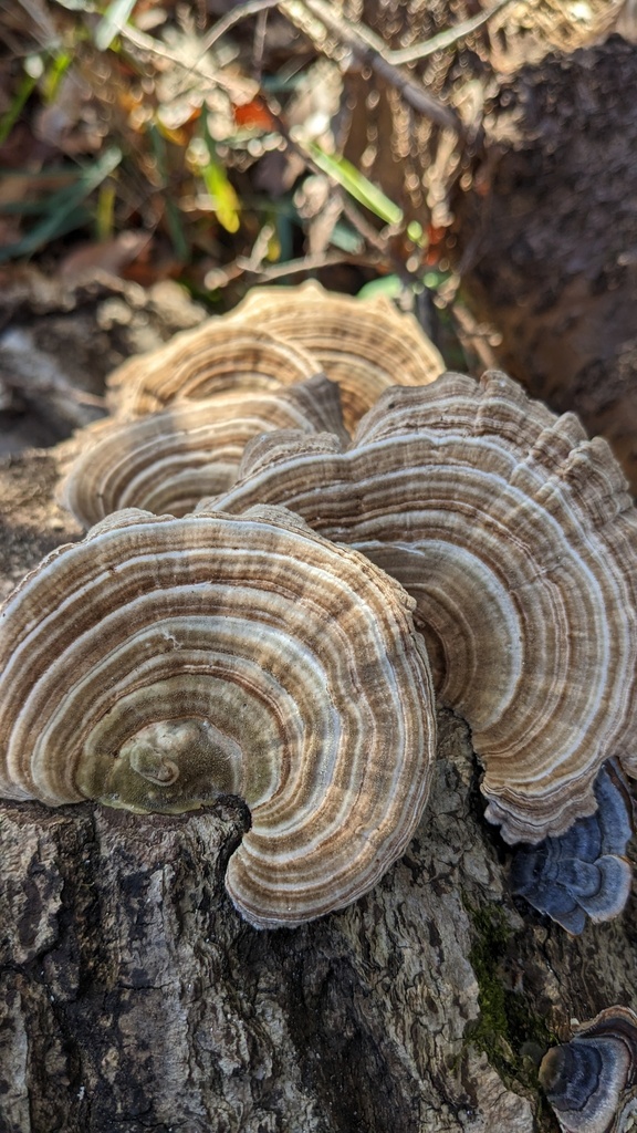 Trametes betulina · December 2022 · photo: © atsushi_nakajima_cirque (iNaturalist, cc-by)