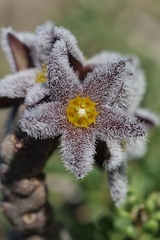 Ceropegia burchardii subsp. maura image