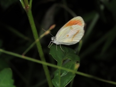 Colotis euippe omphale