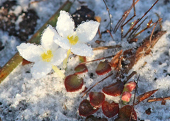 Houstonia procumbens